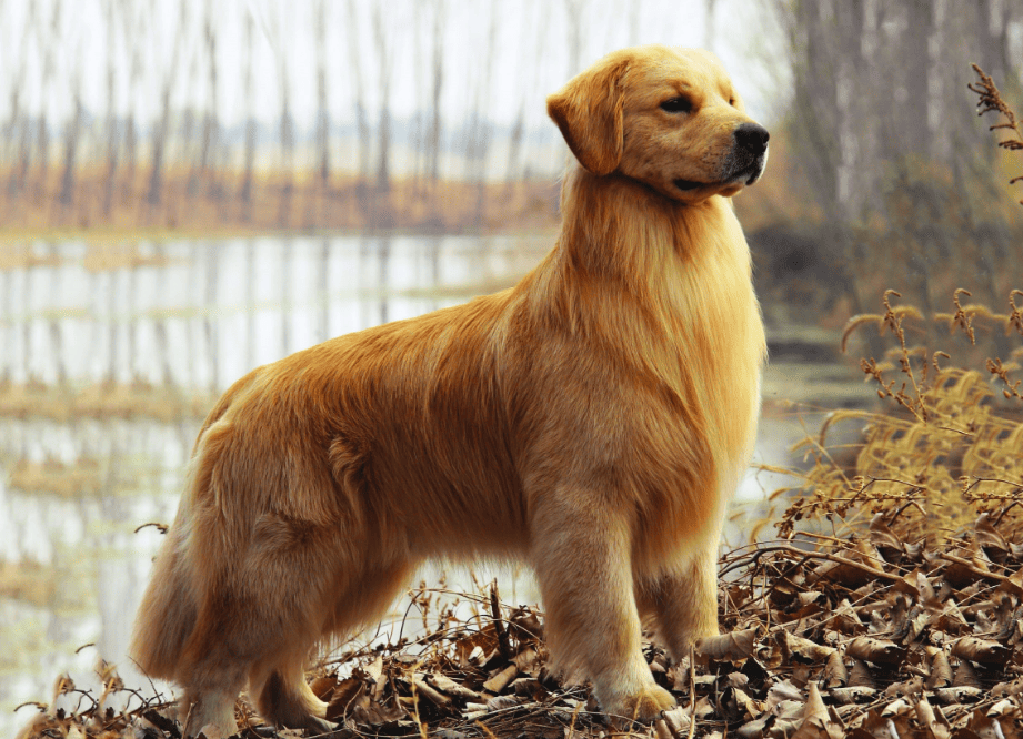 Golden Retriever