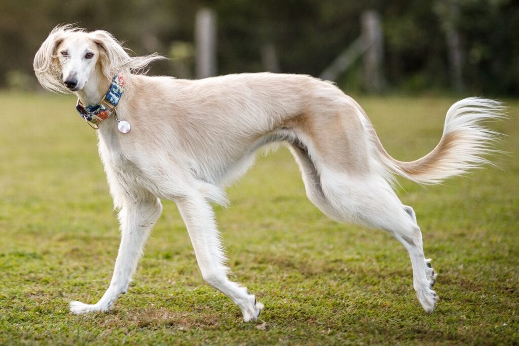 quão rápido um cachorro pode correr