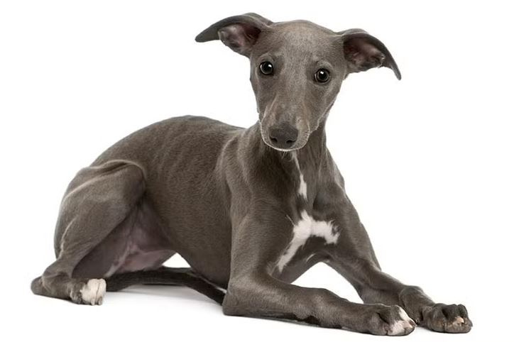 Whippet
