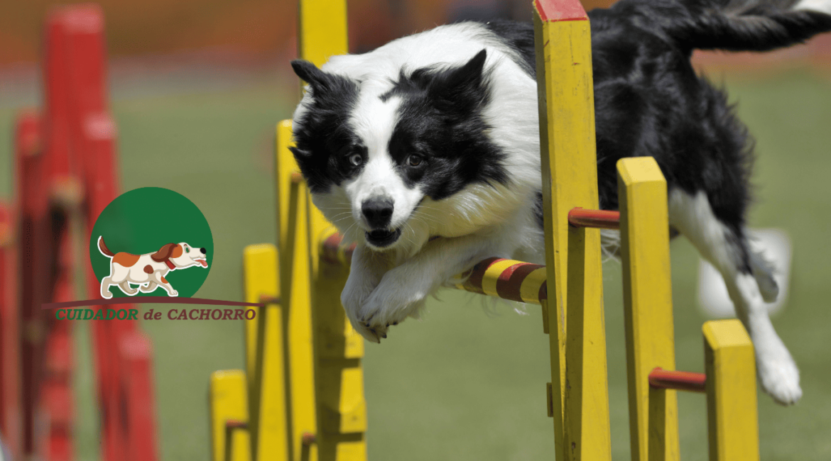 agility cachorro