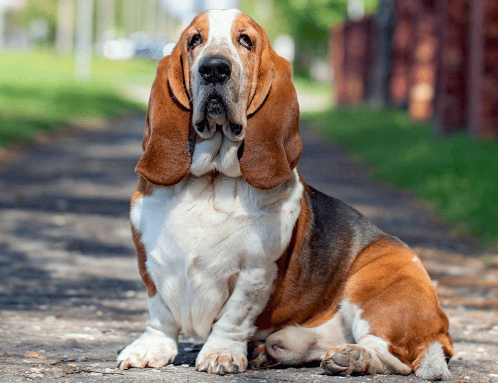 Cachorro Basset Hound