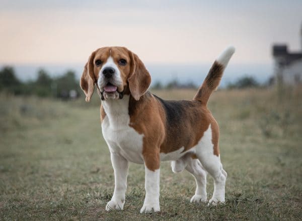 cachorro Beagle