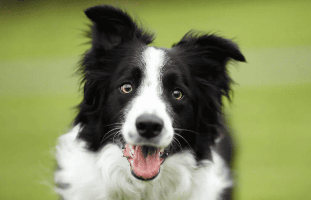 cachorro Border Collie