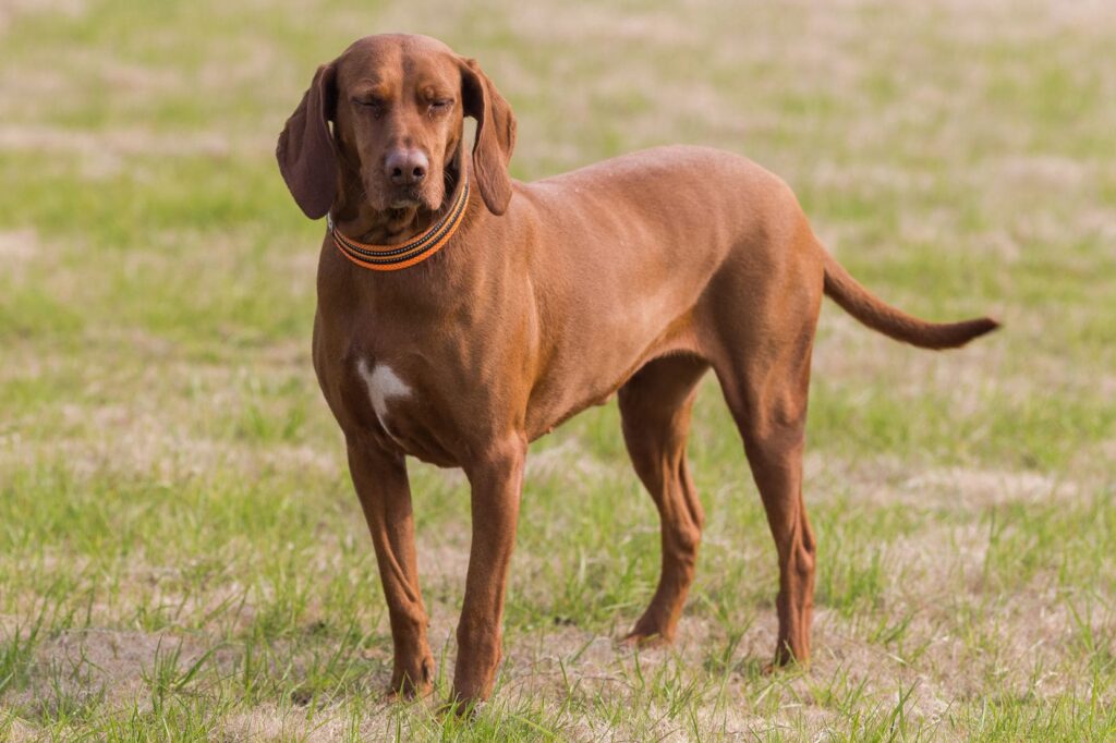 cachorro Coonhound
