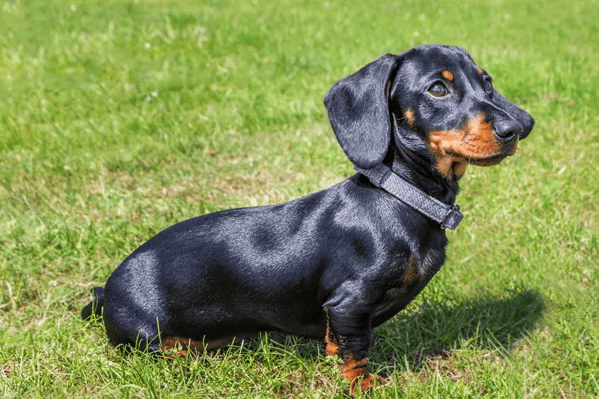 cachorro Dachshund
