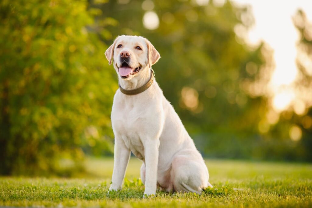 cachorro Labrador Retriever raças de cachorro mais inteligentes