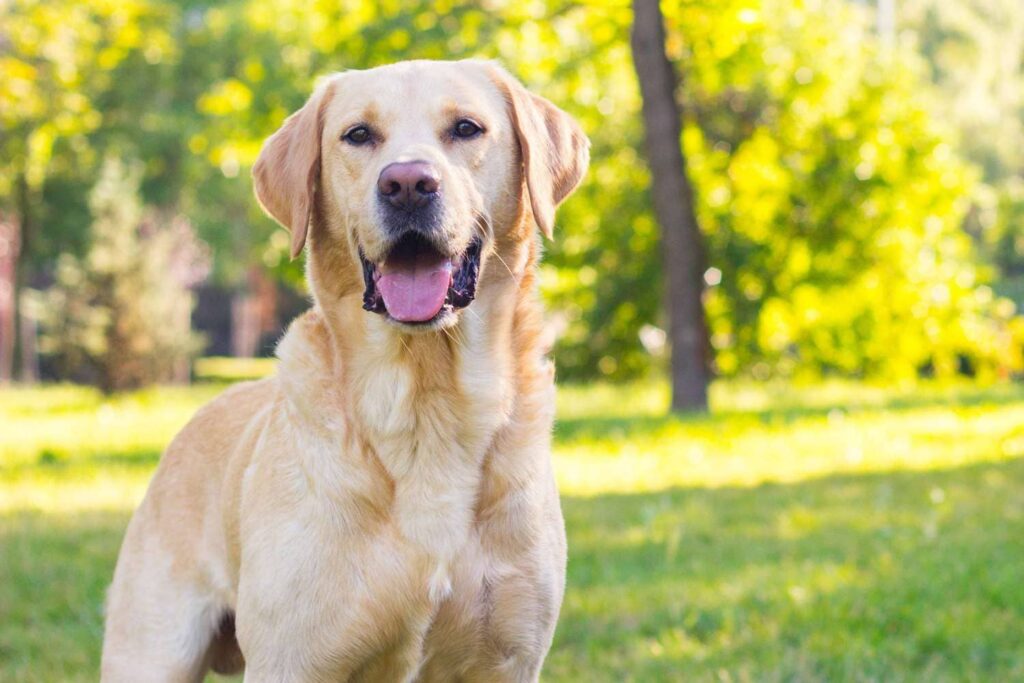 cachorro Labrador Retriever