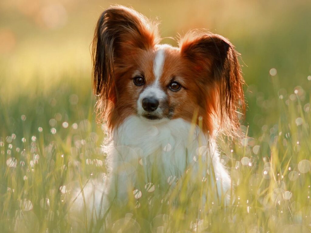 cachorro Papillon raças de cachorro mais inteligentes