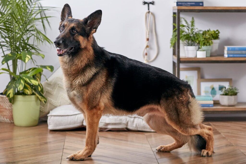 cachorro Pastor Alemão
