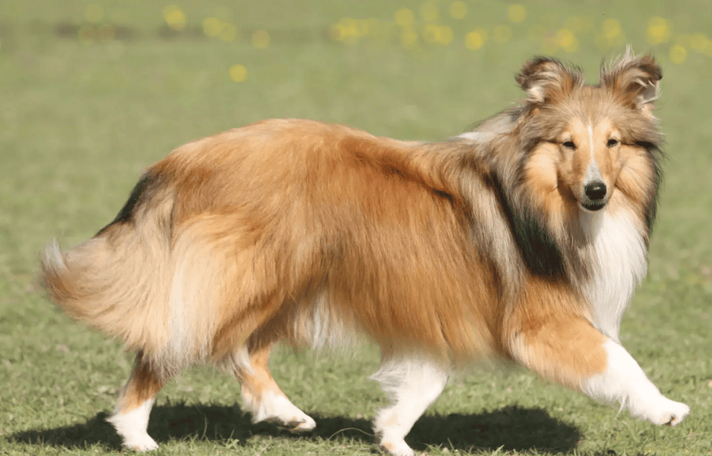 cachorro Shetland Sheepdog