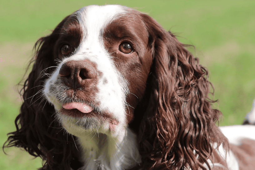 cachorro Springer Spaniel Inglês