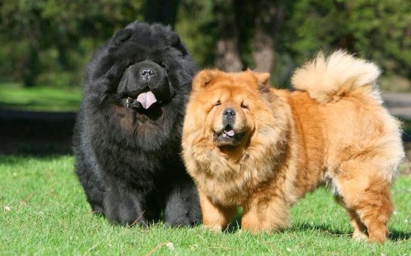 cachorro chow chow com varios