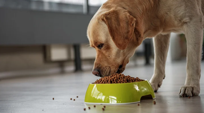 cachorro comendo ração