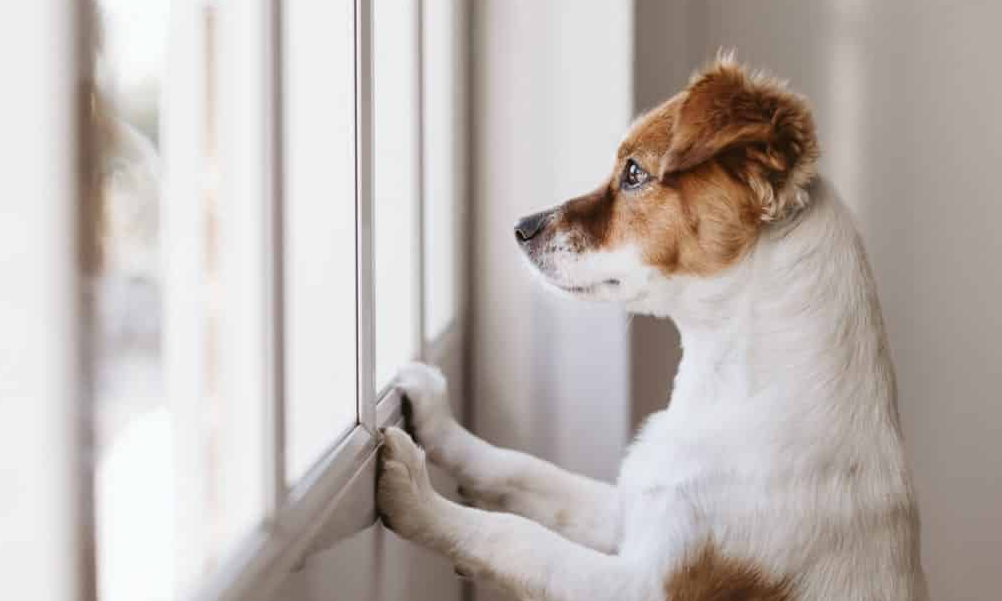 cachorro não quer ficar sozinho