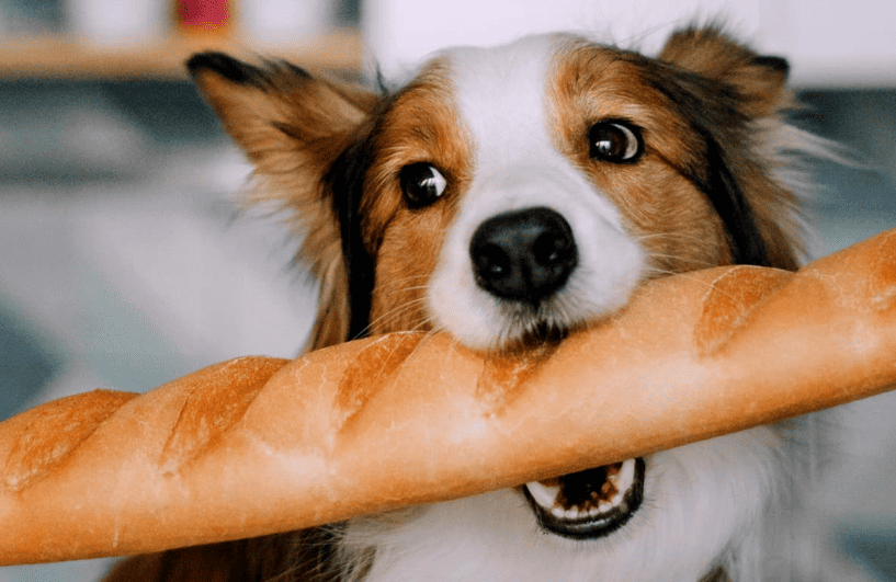 cachorro pode comer pão