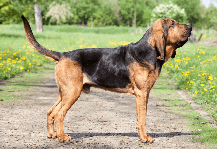 cães com o melhor olfato