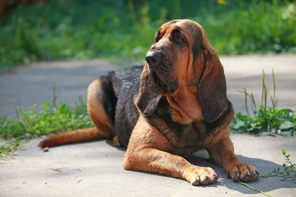 cães com o melhor olfato