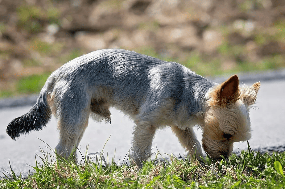 cães com o melhor olfato