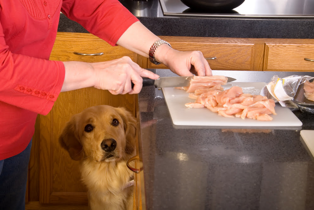 frango para cachorro