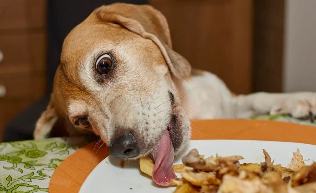 frango para cachorro