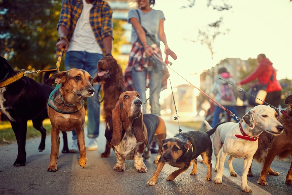 passeadores de cães