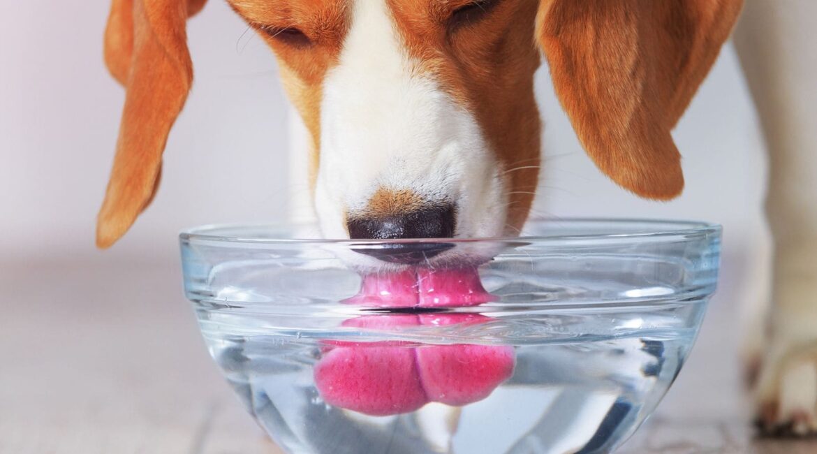 quanta água o cachorro deve beber