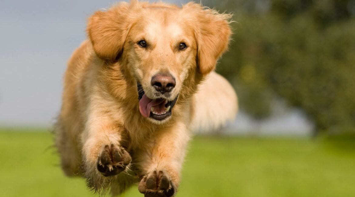 quão rápido um cachorro pode correr