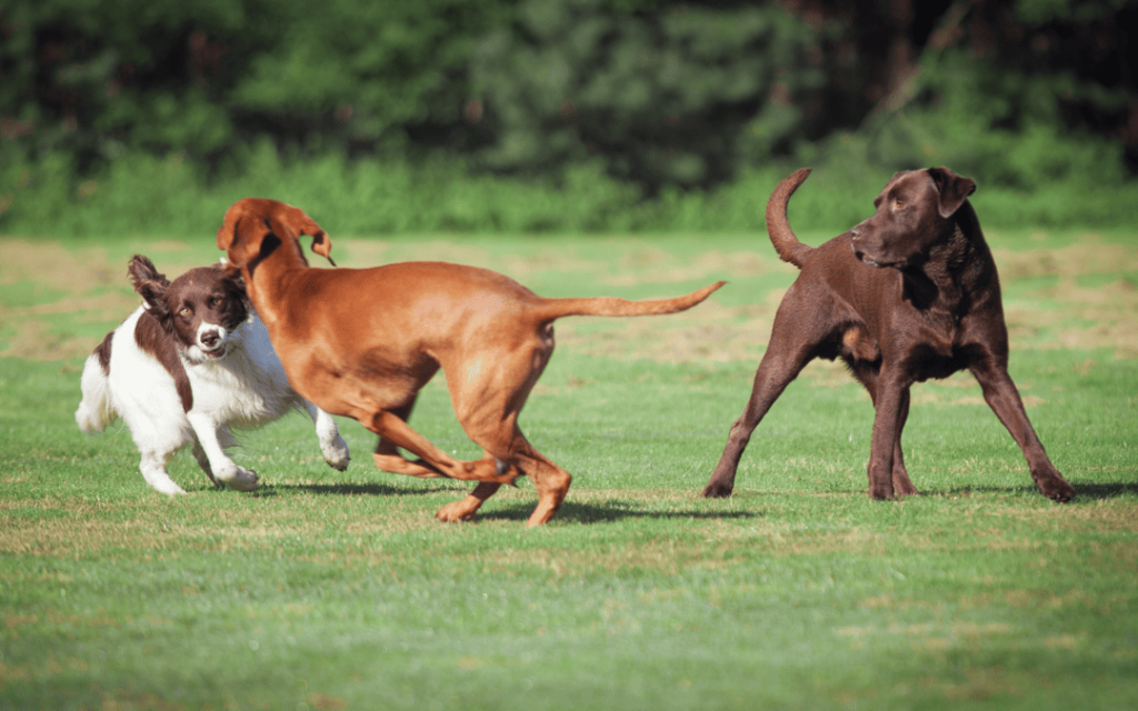 socialização de cachorro