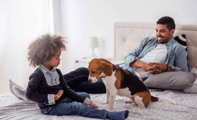 Beagle se divertindo com criança