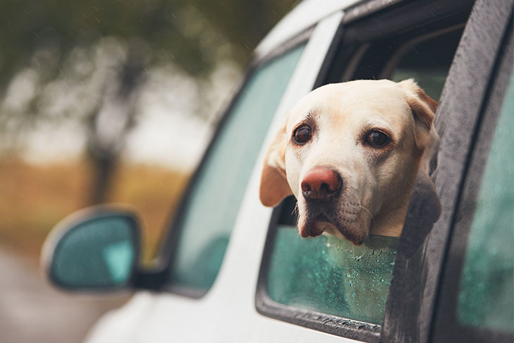 Cabeça de labrador retriever saindo da janela de um carro na chuva