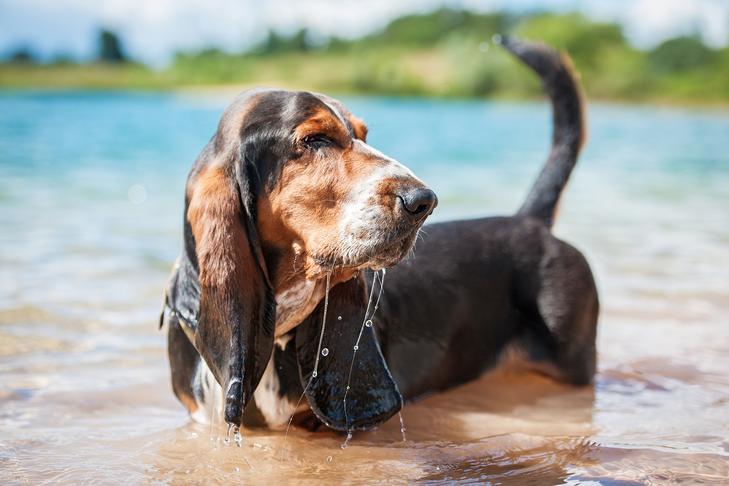 Cachorro Basset Hound vadeando em um lago esfriando em um dia de verão