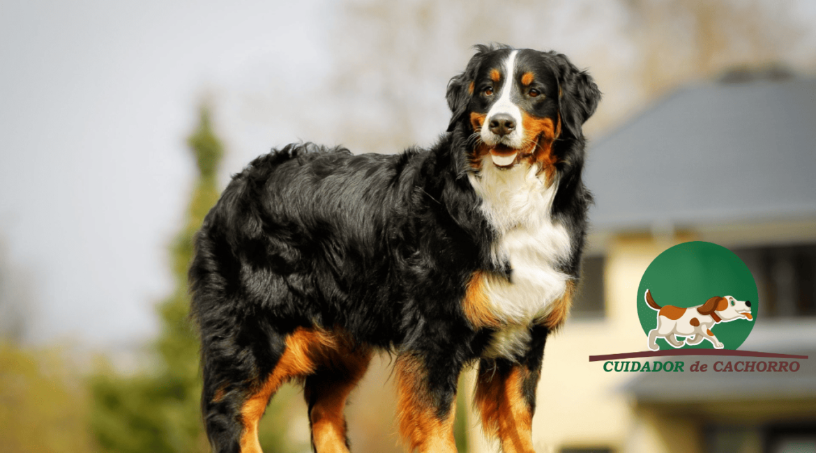 Cachorro Bernese