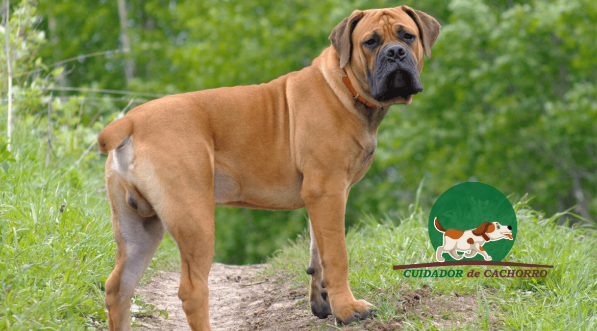 Cachorro Boerboel