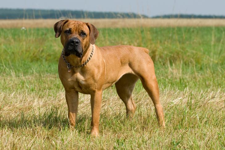 Cachorro Boerboel em pé em um campo