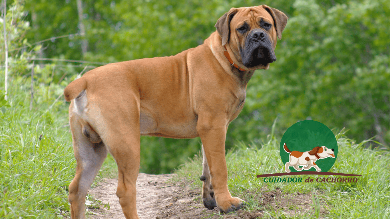 Cachorro Boerboel – Informações sobre a Raça