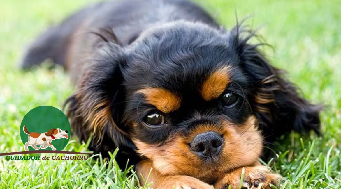 Cachorro Cavalier King Charles Spaniel