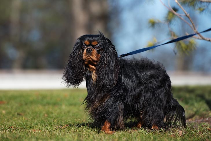 Cachorro Cavalier King Charles Spaniel raças de cães calmos