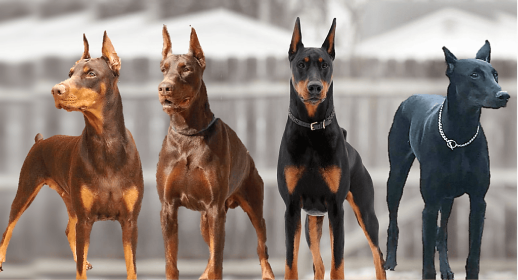 Cachorro Doberman