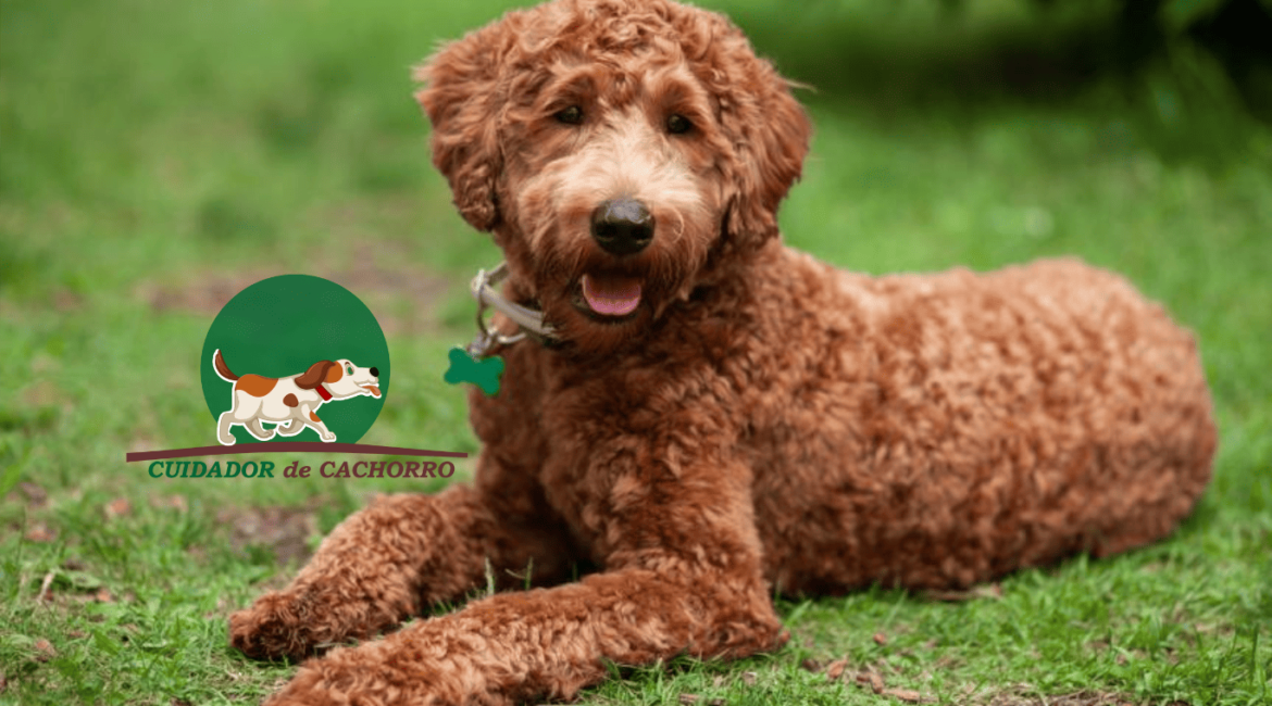 Cachorro Labradoodle