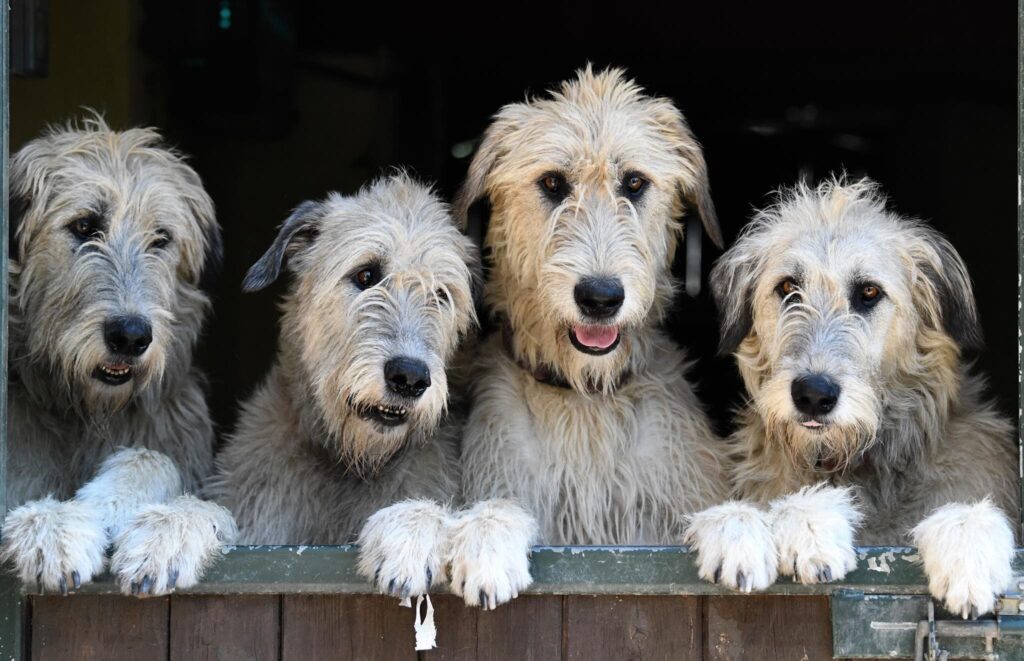 Cachorro Lébrel irlandês