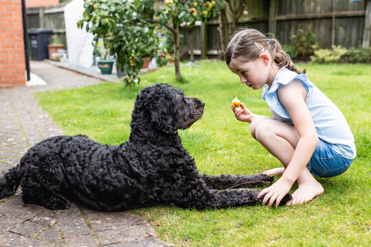 Cão de Água Português com criança