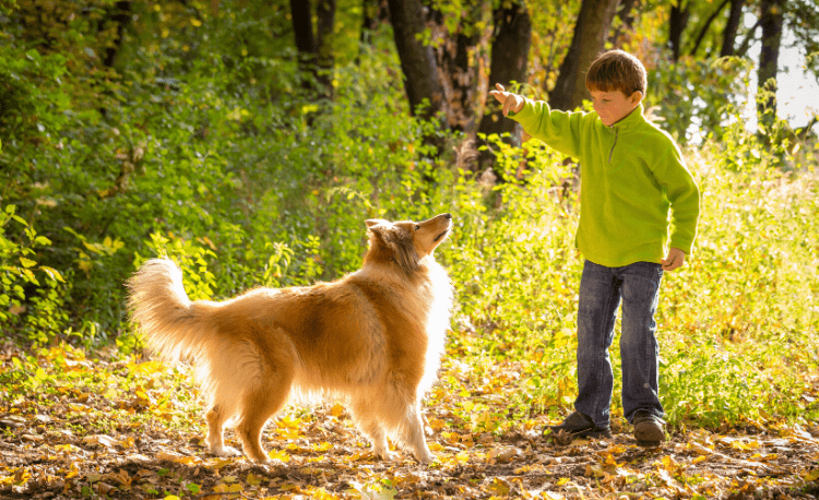 Collie brincando com o menino