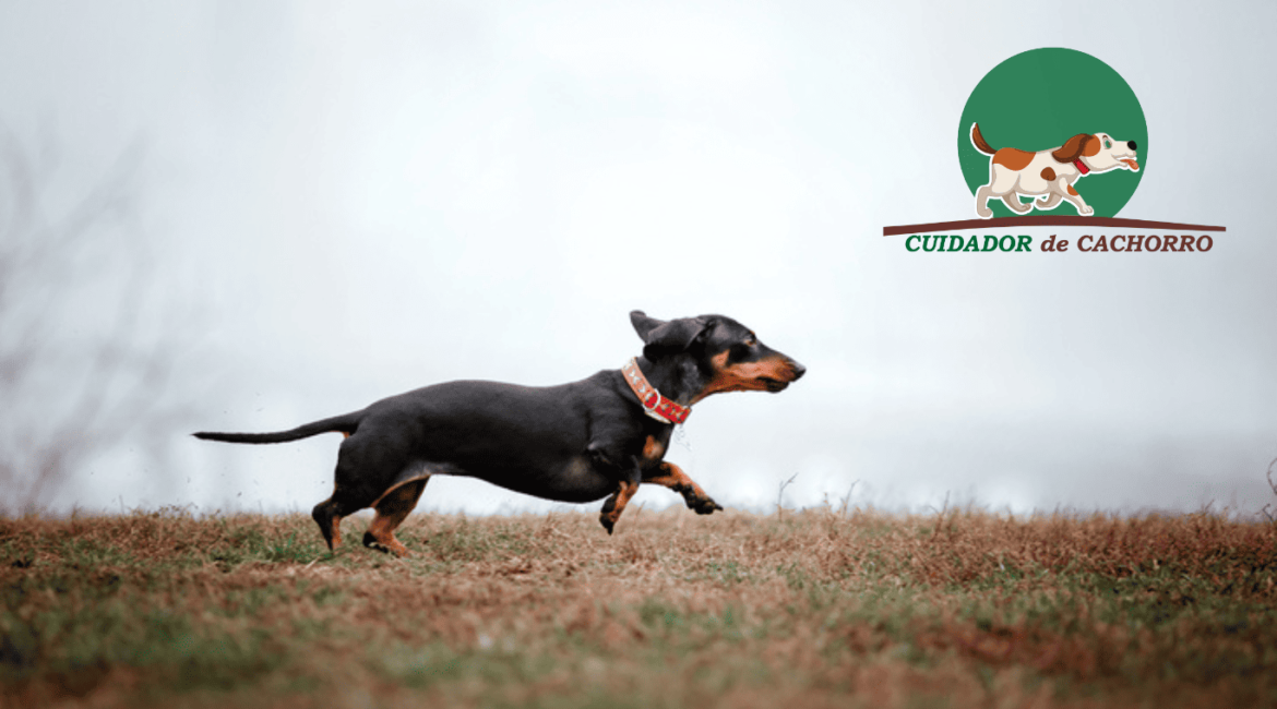 Dachshund cães fogem