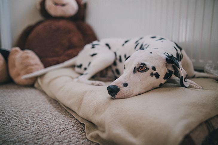 Dálmata deitado na cama de cachorro em casa, entediado e solitário.