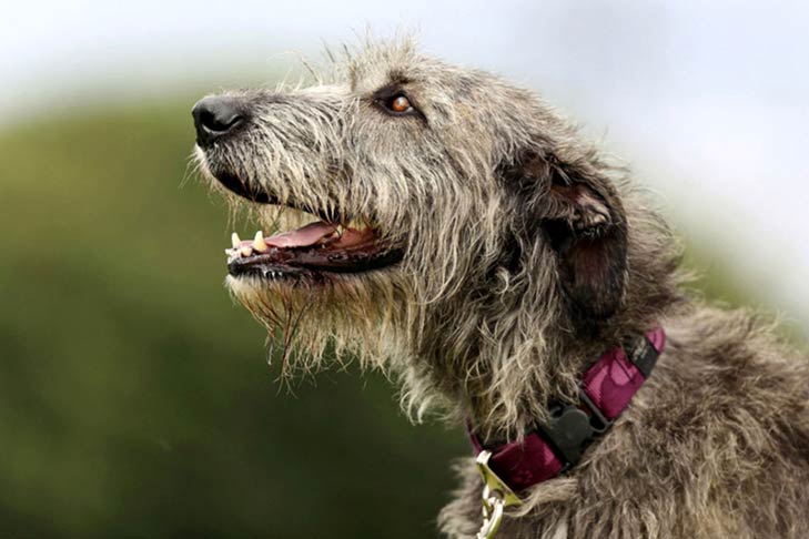 Foto cachorro Lébrel irlandês na coleira ao ar livre