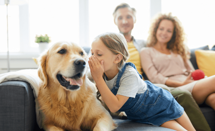 Golden Retriever com criança