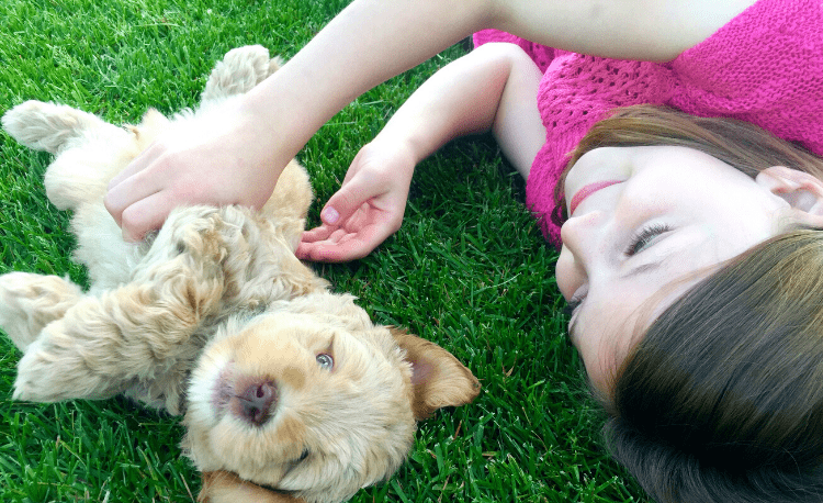 Labradoodle Melhor raças de cães para crianças com autismo