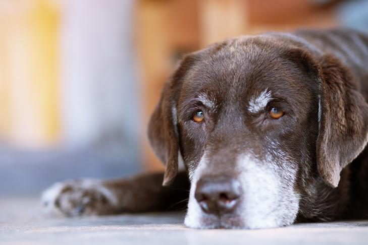 Labrador retriever sênior deitado em ambiente interno