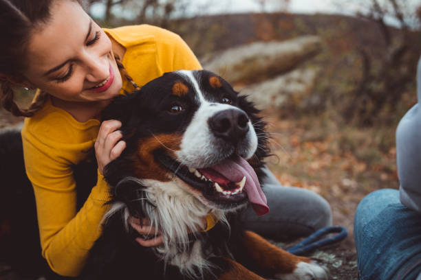 Socialização do Cachorro Bernese
