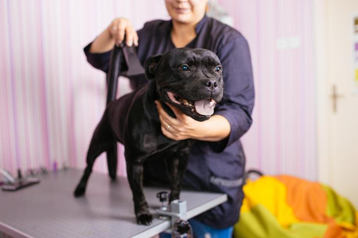 Staffordshire Bull Terrier em pé em uma mesa de tosa sendo secado com secador